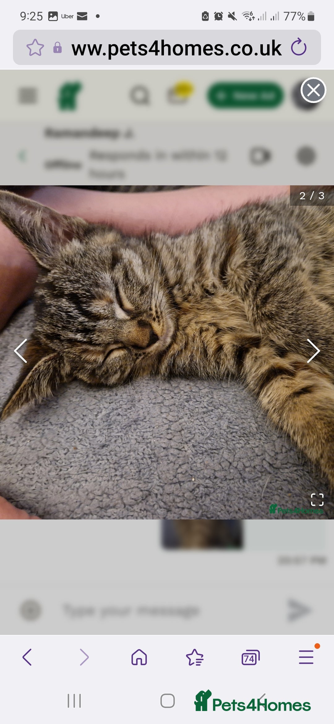 Ragdoll cats for sale: Ragdoll cross - Image 7
