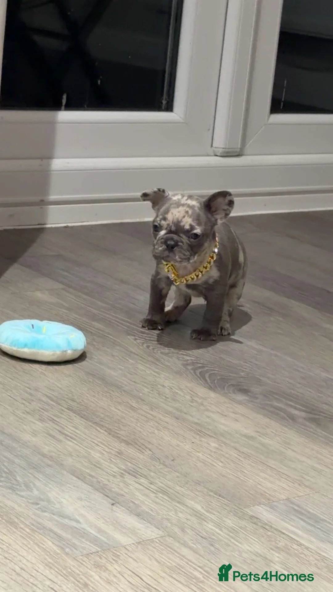 French Bulldog dogs for sale: Merle French Bulldog Male in Winsford - Advert 5