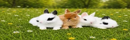 Netherland Dwarf rabbits for sale: Pure Netherland dwarf babies  - Advert 3
