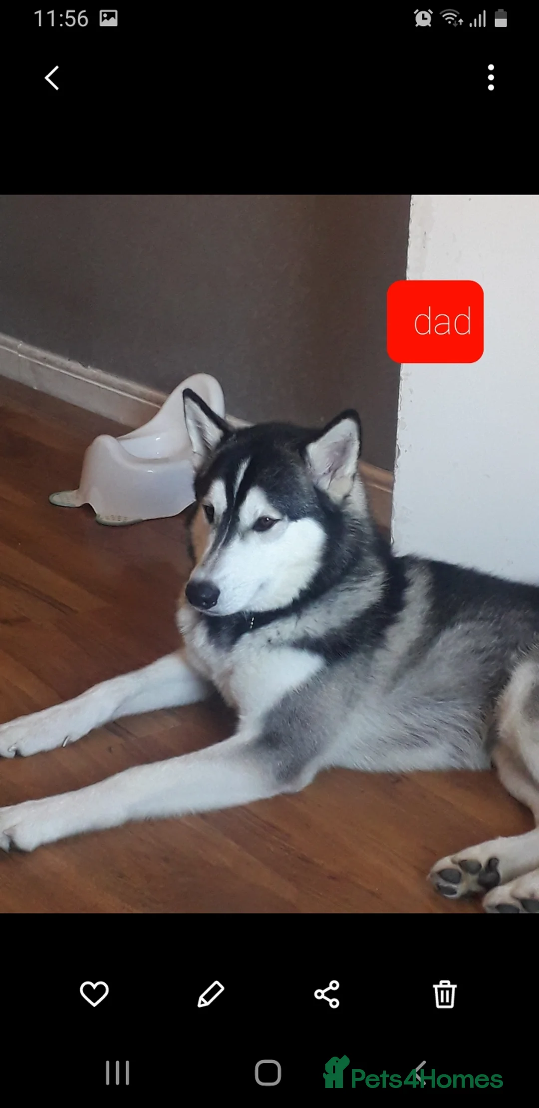 Siberian Husky dogs for stud: PROVEN Siberian husky for stud in Gravesend - Advert 2