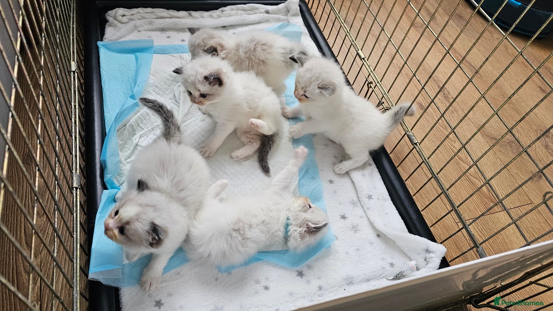 Ragdoll cats for sale: Champion Blood Ragdoll Bi colour kittens  - Image 8