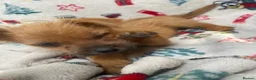 Mixed Breed dogs for sale: Jack Russell/ Yorkshire terrier puppy’s  in Pontypool - Advert 6