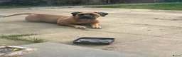 Boerboel dogs for sale: Our beautiful girl Narla in Birmingham - Advert 1