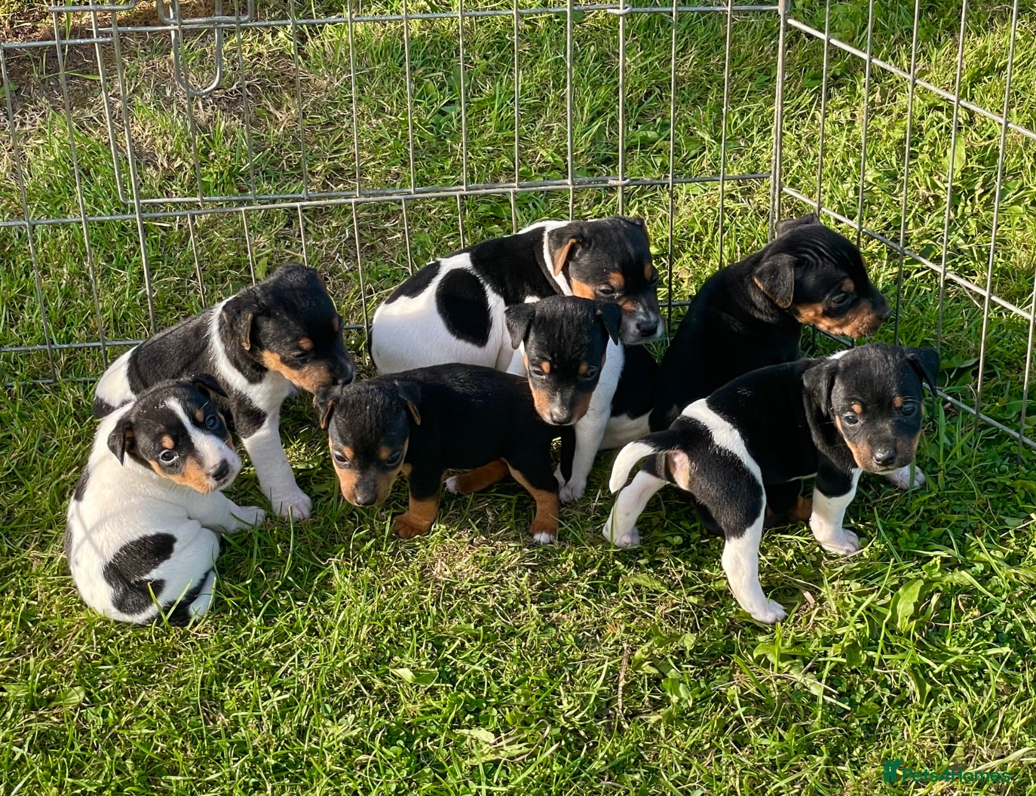 Jack Russell dogs Jack Russell Puppies for sale - Advert 1