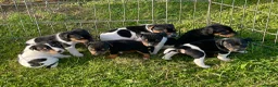 Jack Russell dogs for sale: Jack Russell Puppies for sale - Advert 1