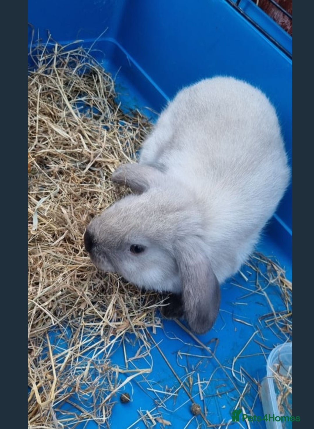 Mini Lion Lop rabbits for sale: Male mini lion lop - Image 7