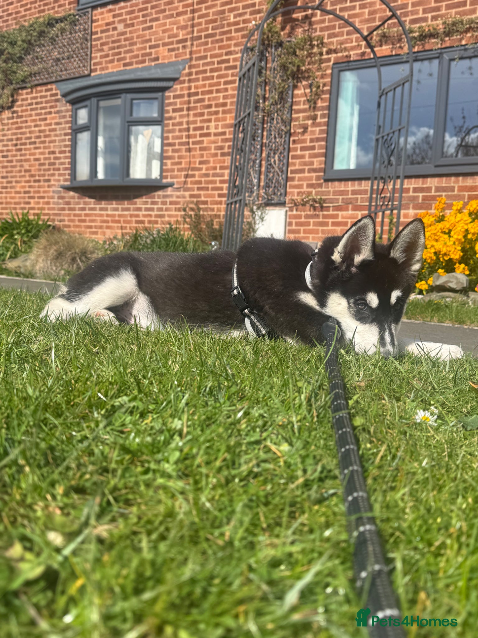 Siberian Husky dogs Siberian huskies ♥️ open to sensible offers.  - Advert 5
