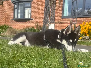 Siberian Husky dogs Siberian huskies ♥️ open to sensible offers. - Advert 5