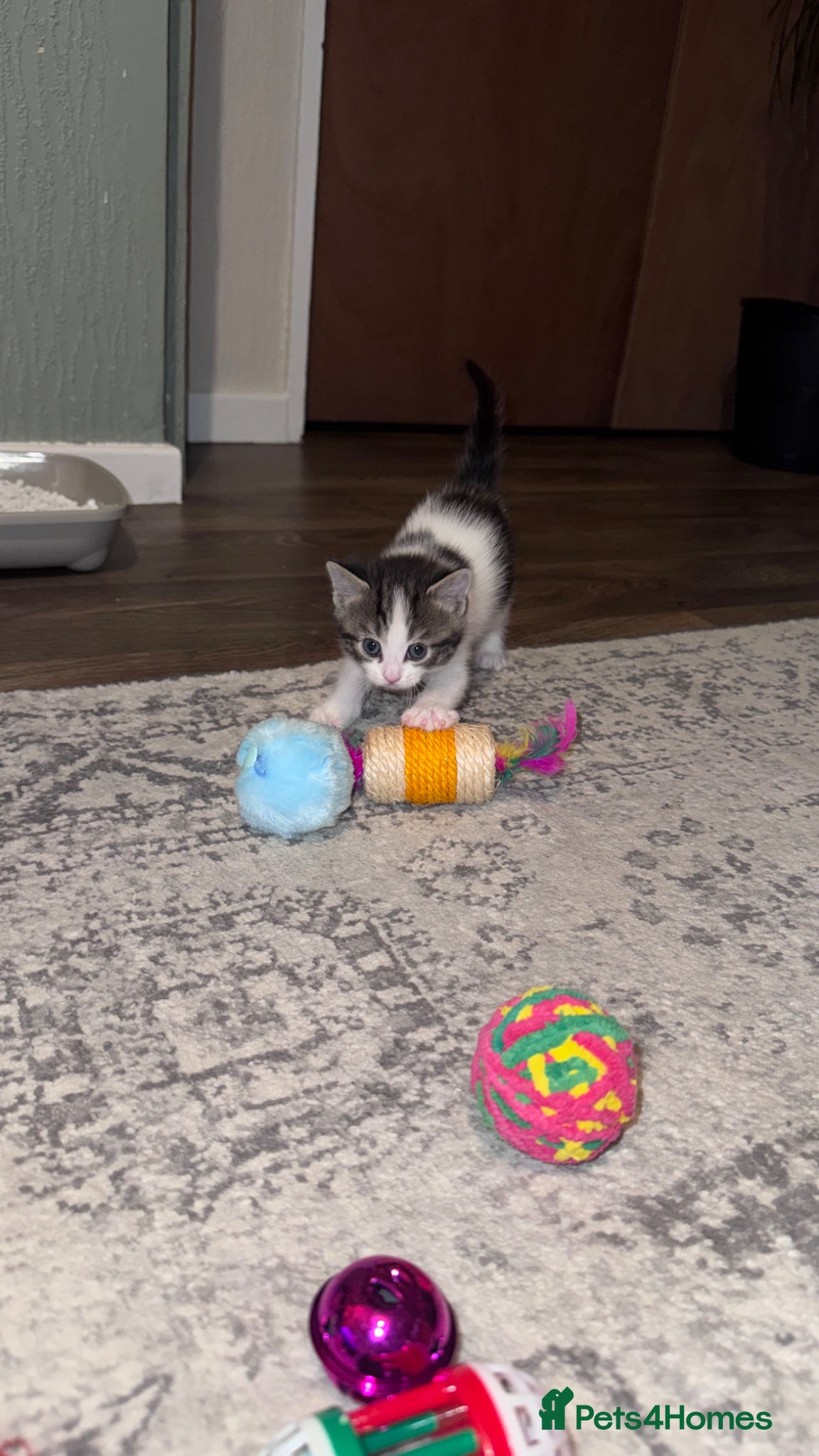 Domestic Shorthair cats Stunning little tabby/black/white girl kitten. - Advert 7