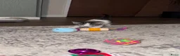Domestic Shorthair cats for sale: Stunning little tabby/white girl kitten. - Advert 17