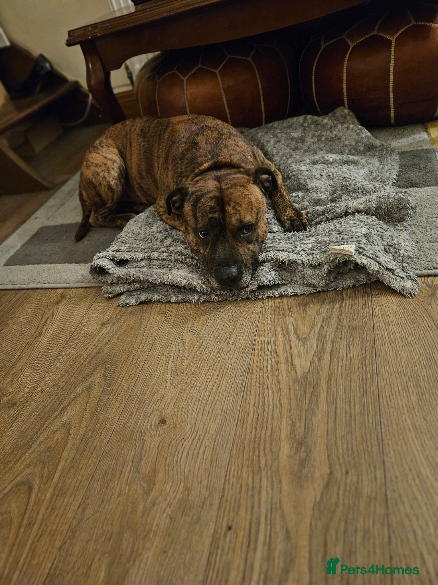 Staffordshire Bull Terrier dogs Gambit - Advert 1