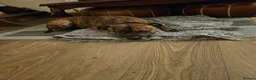 Staffordshire Bull Terrier dogs for sale: Gambit in Barking - Advert 1