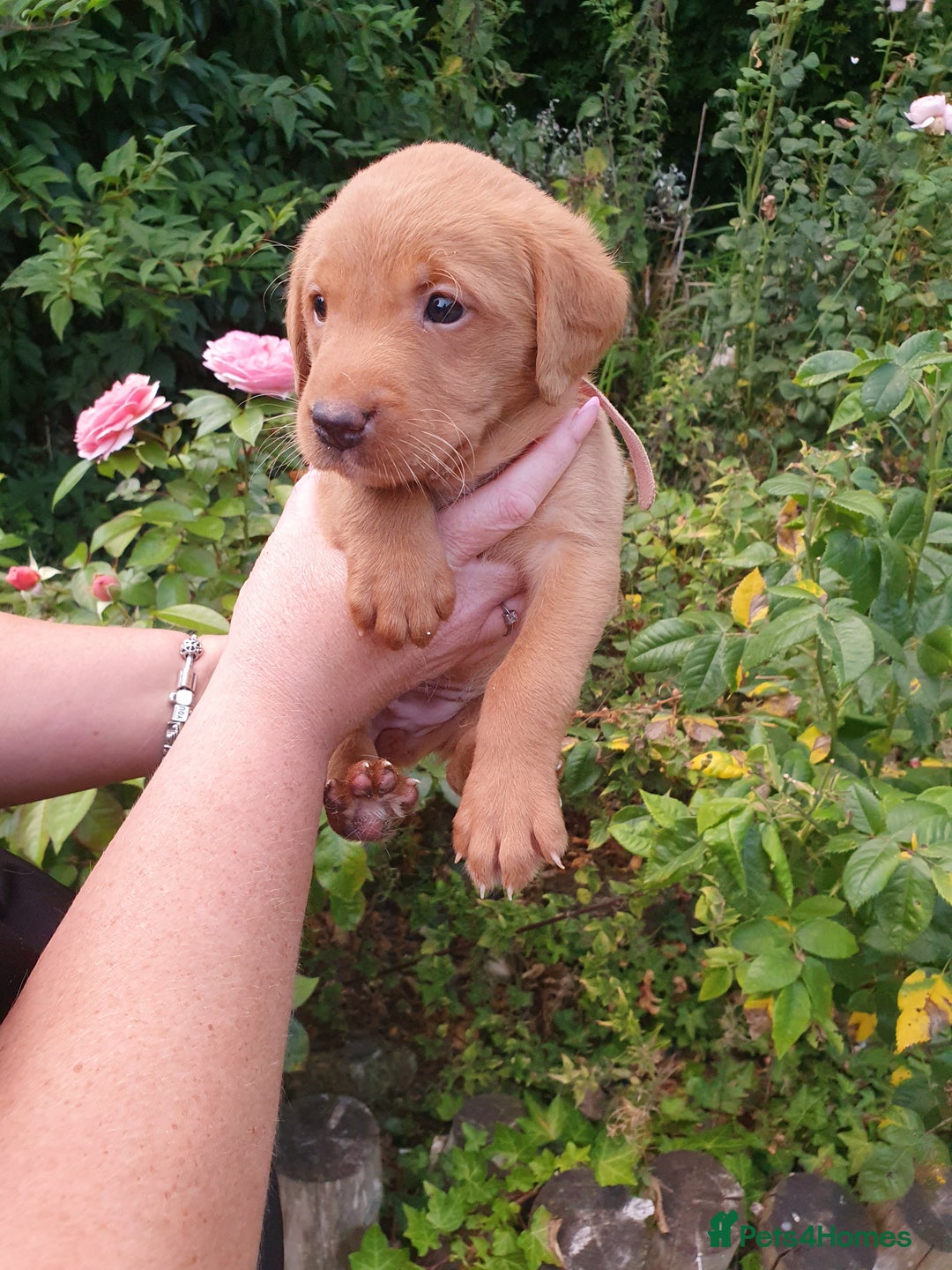 Labrador Retriever dogs for sale: Health Tested Fox Red Puppies for Sale - Image 9