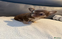 Chihuahua dogs for sale: Stunning litter of 5 long coat chihuahuas - Image 17