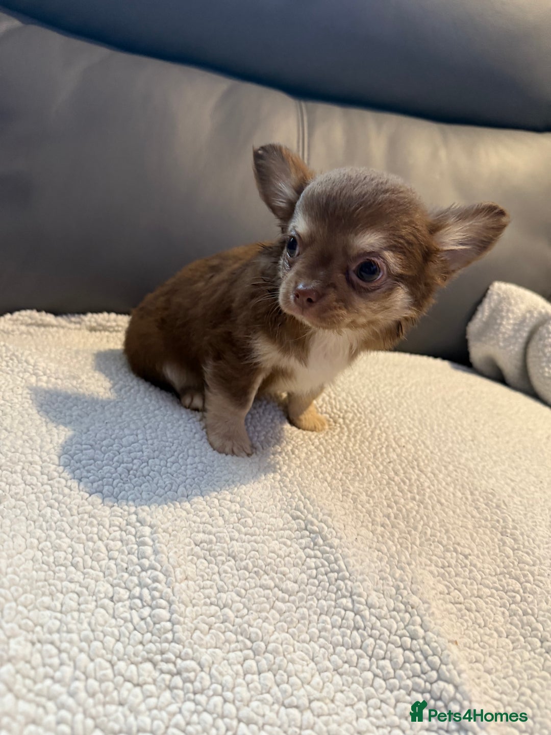Chihuahua dogs for sale: Stunning litter of 5 long coat chihuahuas - Image 17
