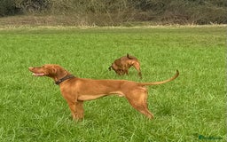 Hungarian Vizsla dogs for sale: Hungarian Vizsla Puppies 5th Generation Pedigree - Image 10