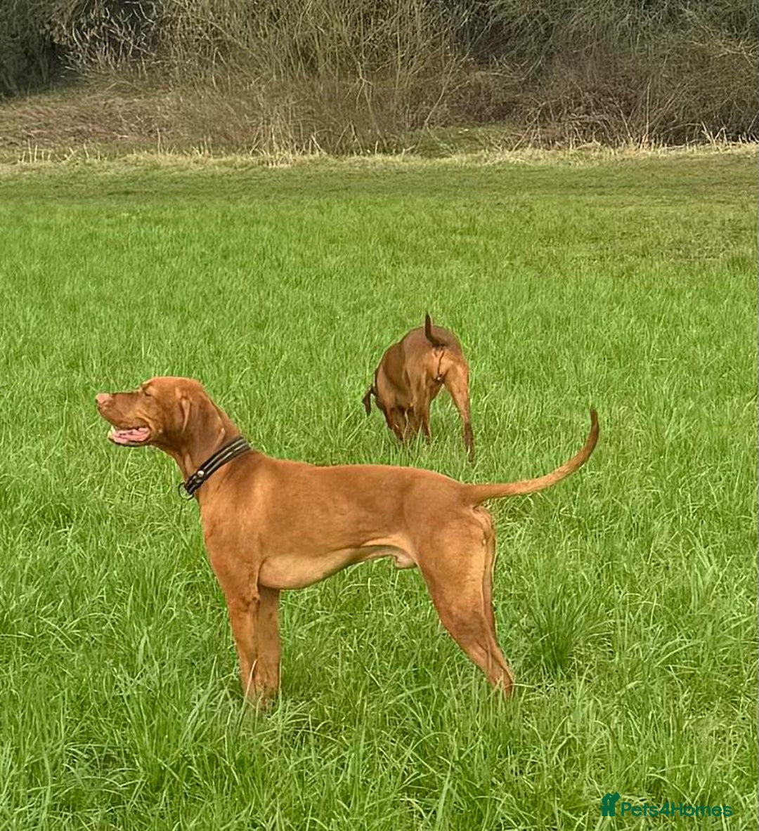 Hungarian Vizsla dogs for sale: Hungarian Vizsla Puppies 5th Generation Pedigree - Image 10