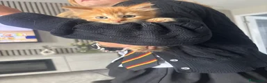 Domestic Shorthair  female ginger Kitten 5
