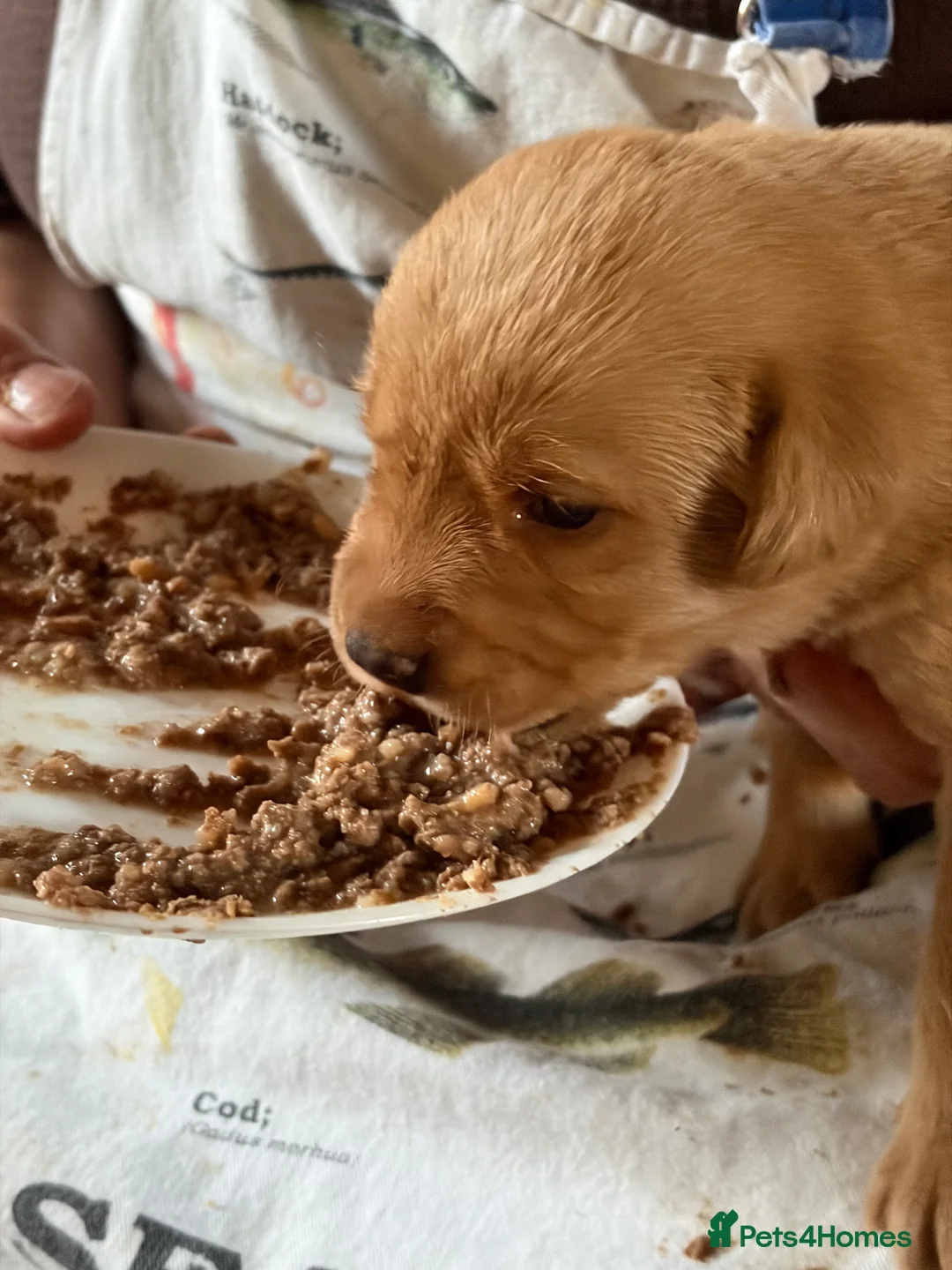 Labrador Retriever dogs for sale: Labrador  in Dorchester - Advert 10