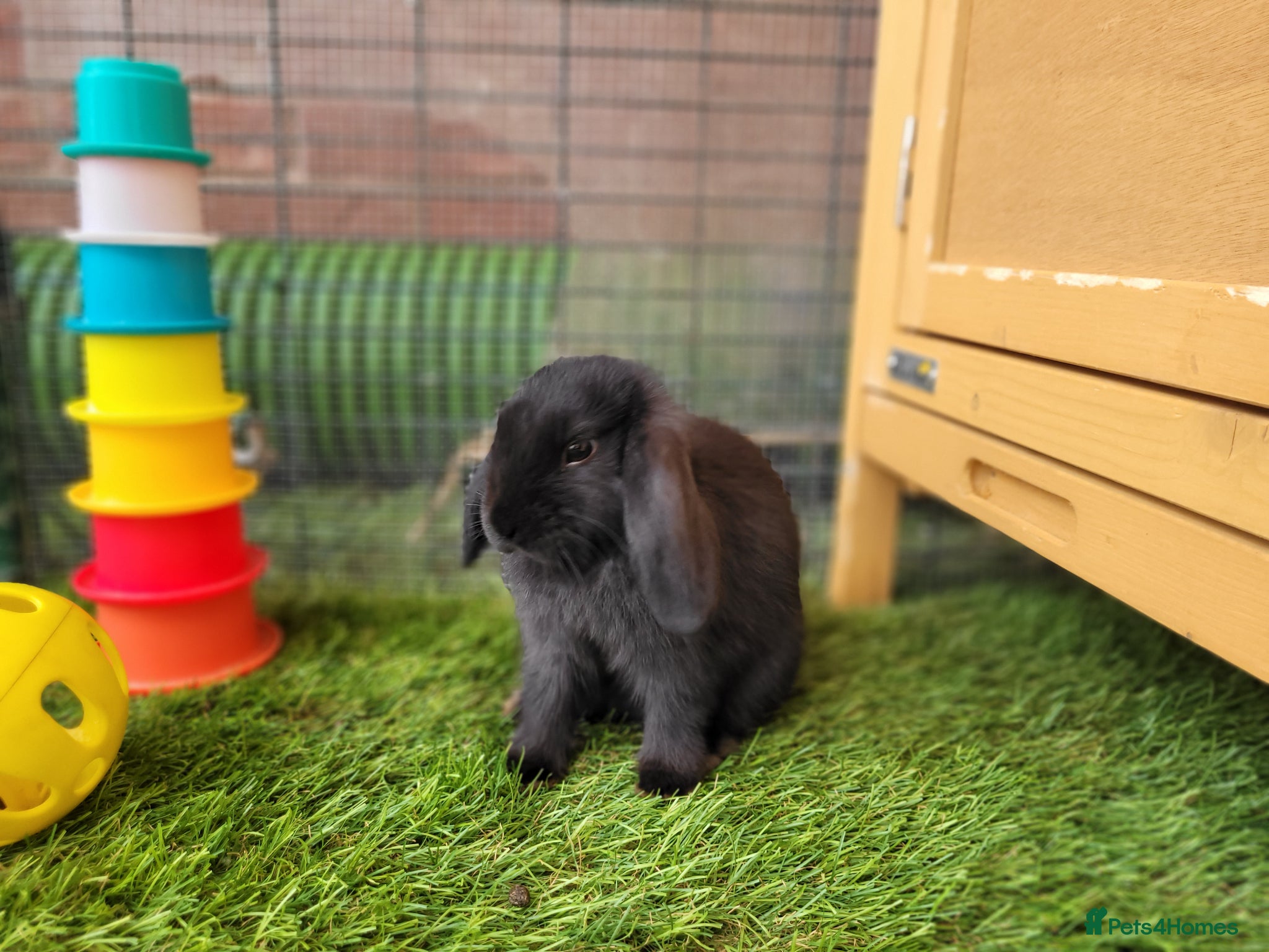 Mini Lop rabbits for sale: Adorable Mini Lop Mix Rabbits - READY JUNE 11TH - Advert 18