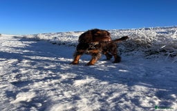 Cocker Spaniel dogs for stud: Working Cocker spaniel at stud - Advert 14