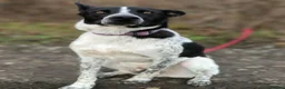 Mixed Breed dogs for adoption: 💙🐶 LEVKO – THE DOG WHO HAS ALL HOME PET HABITS in Burton-on-Trent - Advert 14