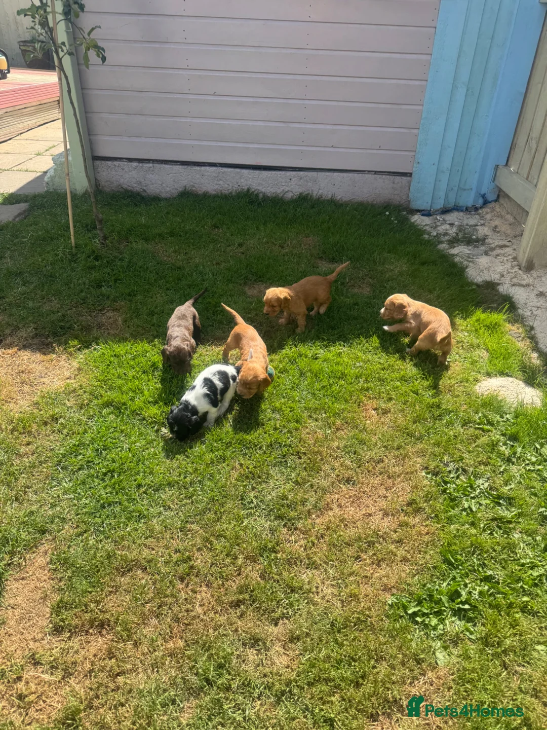 Cocker Spaniel dogs for sale: Beautiful litter of cocker spaniel puppies in Pontypool - Advert 1