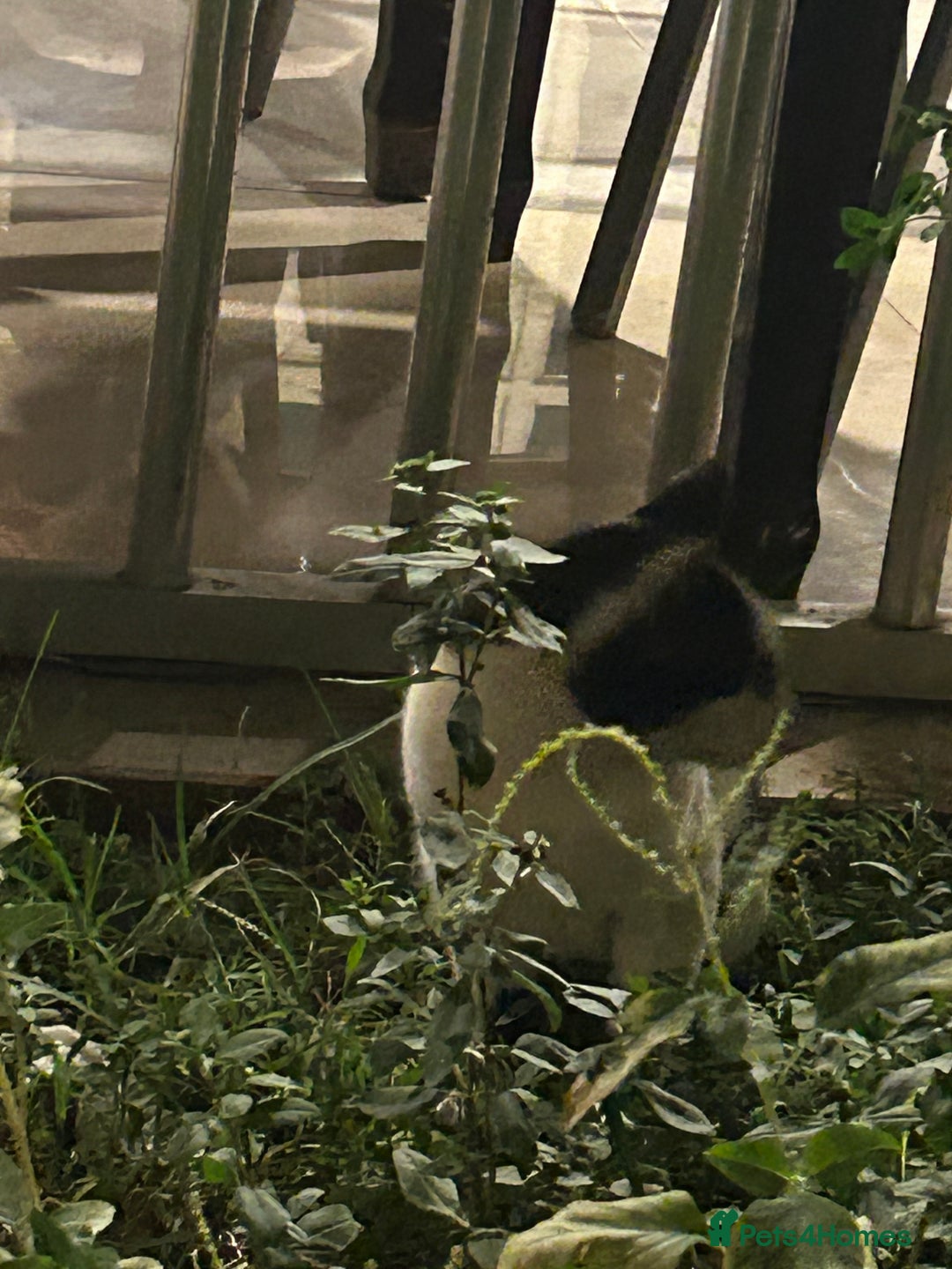 Abyssinian cats for sale: Beautiful cat girl  - Image 2