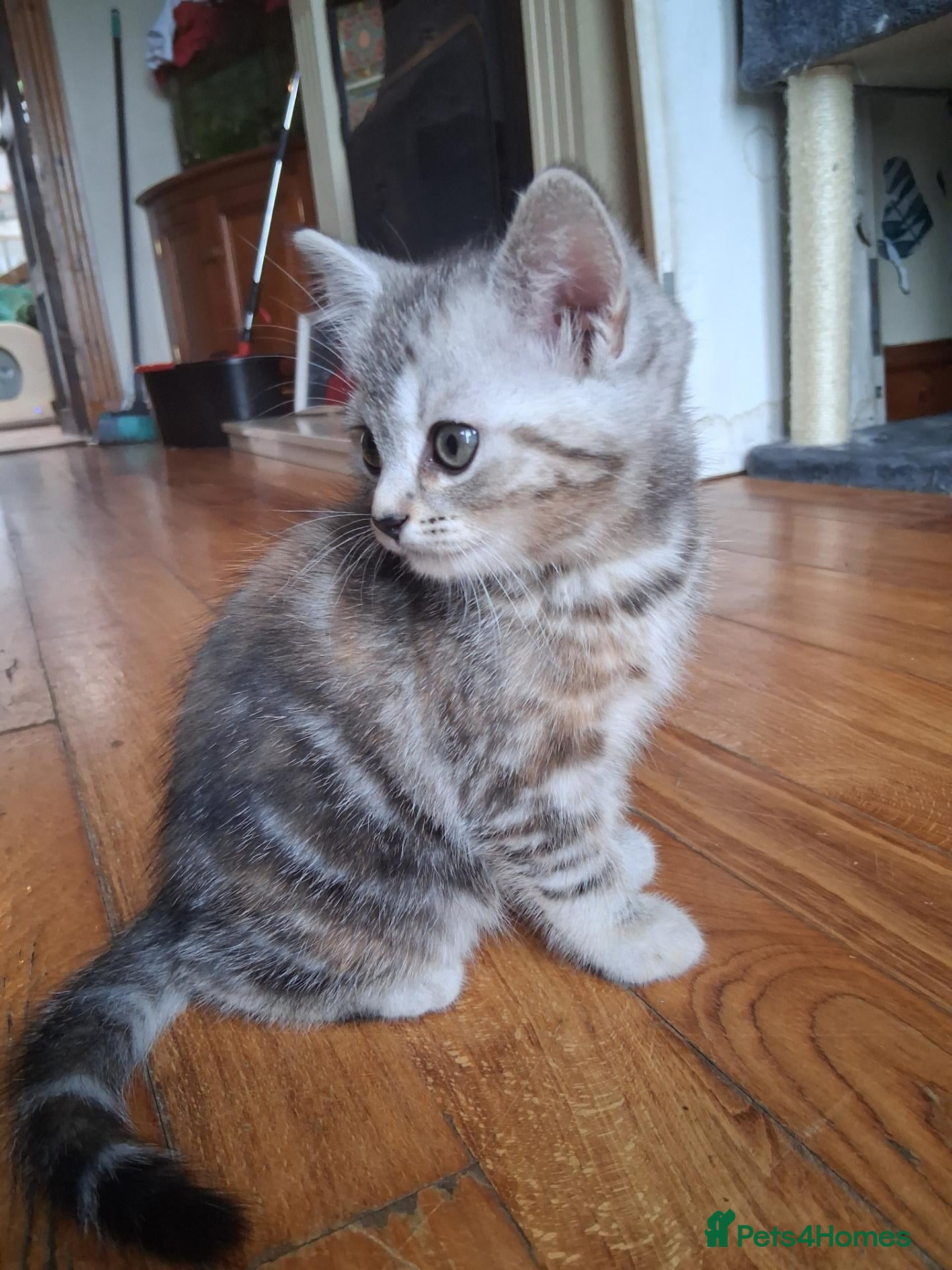 Persian cats **Ready Now**Beautiful half persian kittens  - Advert 2