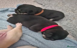 French Bulldog dogs for sale: French bulldog puppies - Image 8