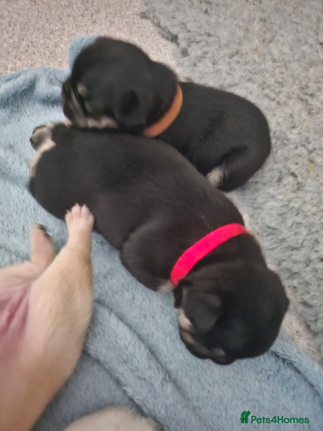 French Bulldog dogs for sale: French bulldog puppies - Image 8