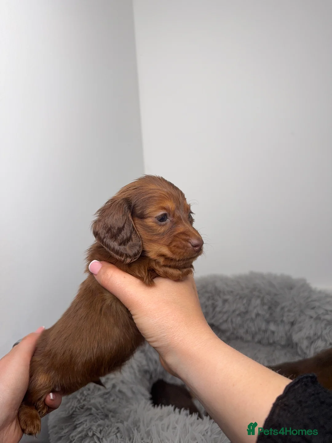 Miniature Dachshund dogs for sale: Long haired Miniature Dachshund puppies  in Colchester - Advert 2