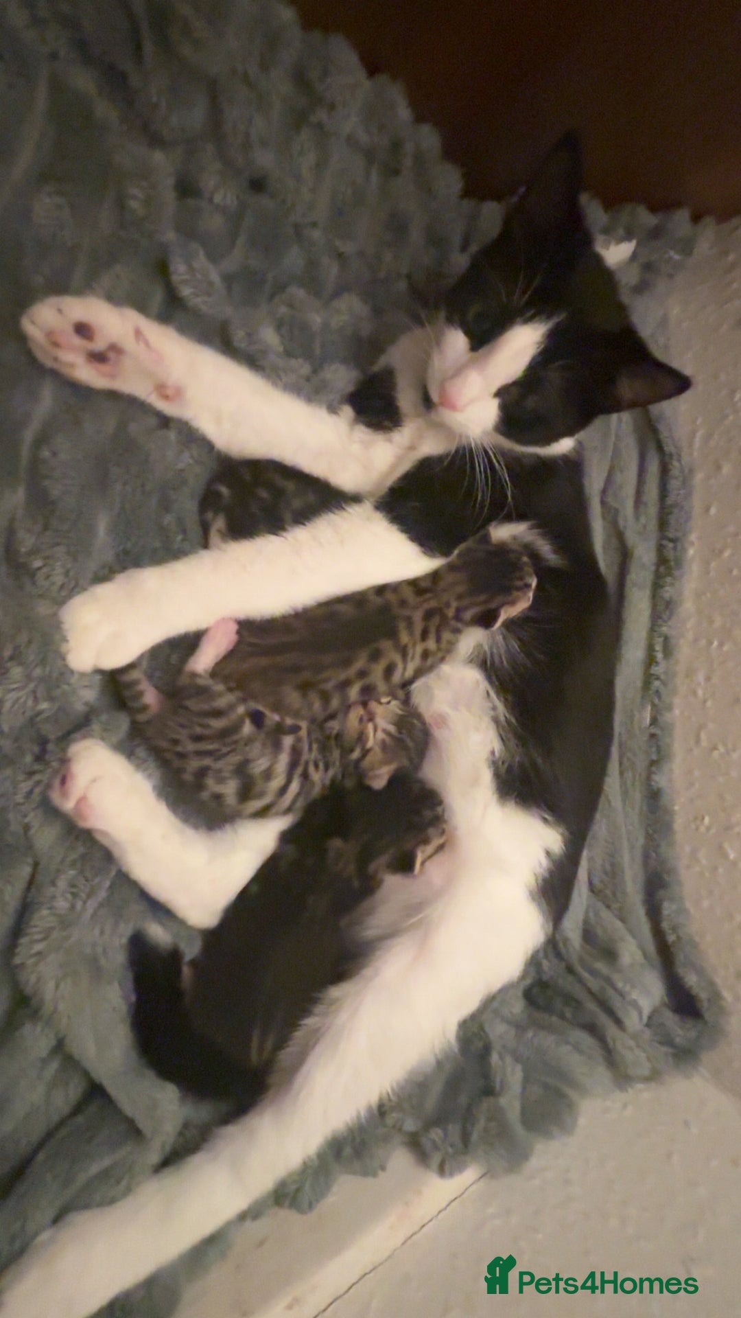 Mixed Breed cats for sale: 2 female kittens  - Advert 1