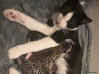 Mixed Breed cats 2 female kittens - Advert 1