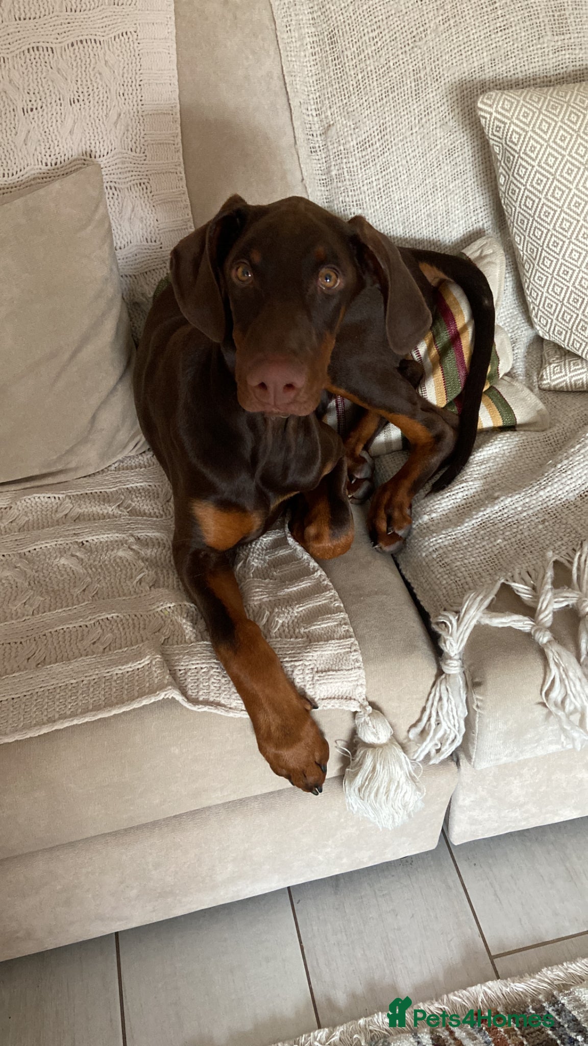 Dobermann dogs 1 year old Doberman for sale - Advert 1
