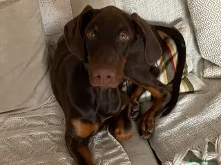 Dobermann dogs 1 year old Doberman for sale - Advert 1