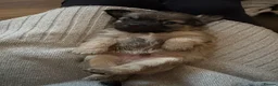 Mixed Breed dogs for sale: Beautiful litter of four happy healthy Pomchis in Banstead - Advert 14