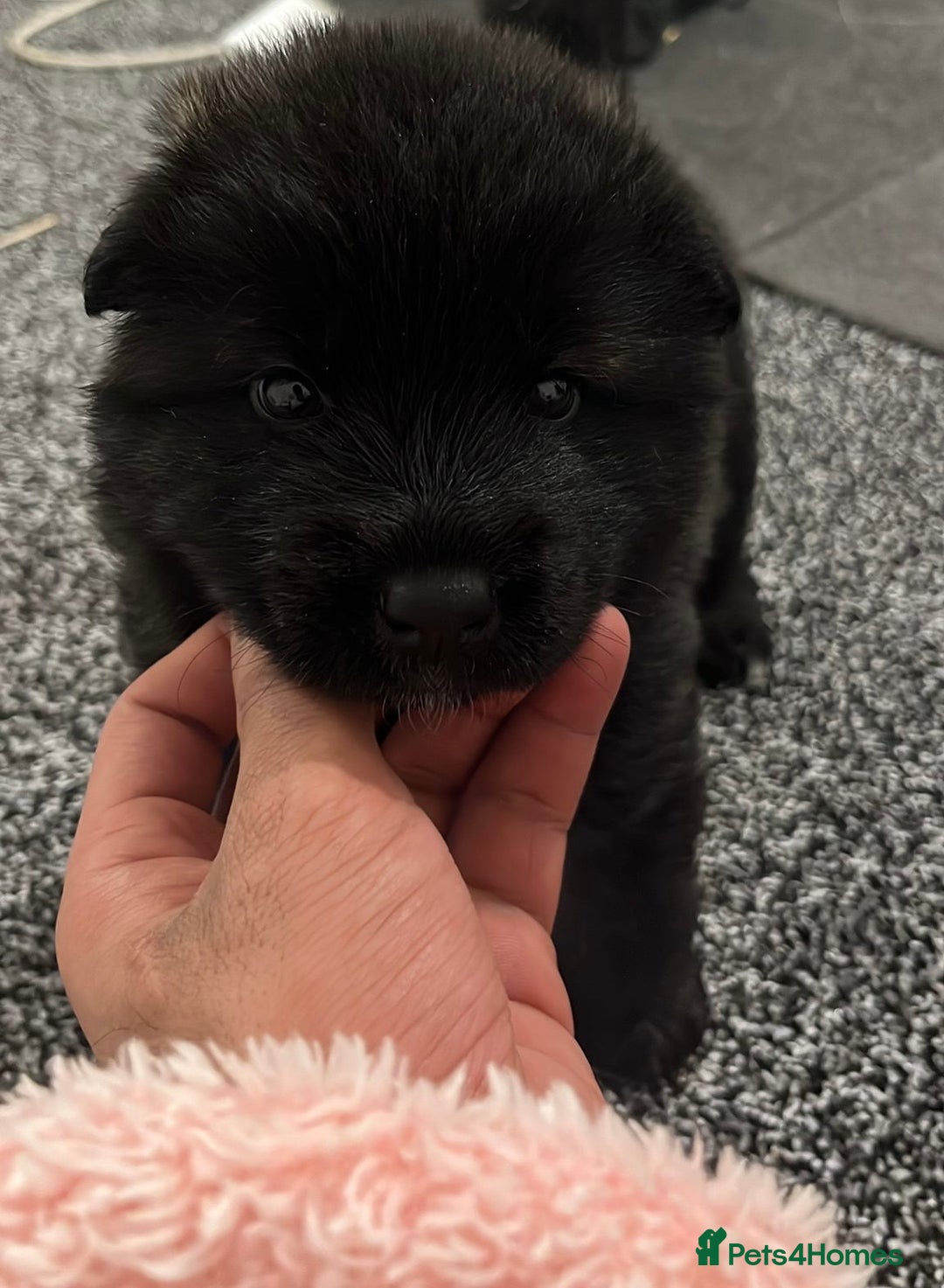 Akita dogs for sale: Akita puppies  - Advert 8