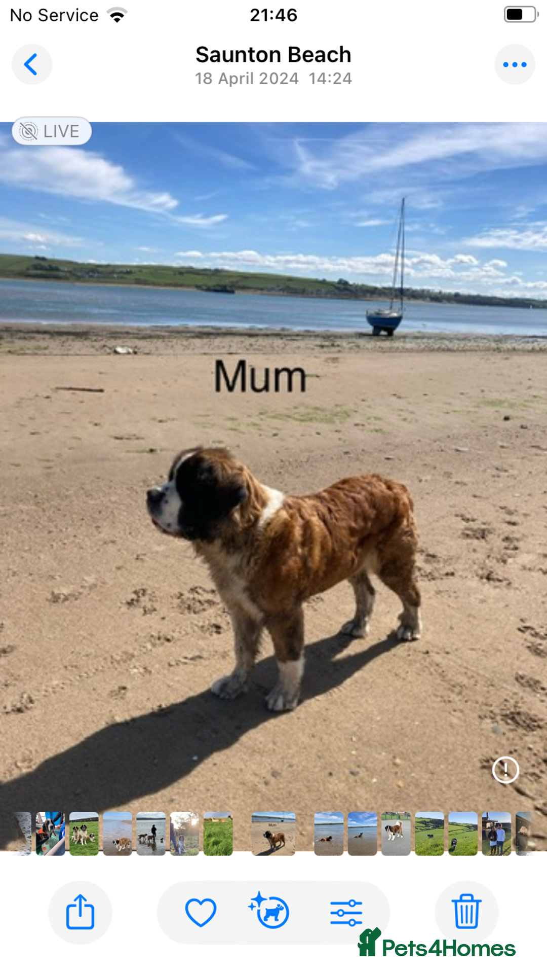 Saint Bernard dogs for sale: Saint B from HIP & ELBOW tested parents - Advert 8