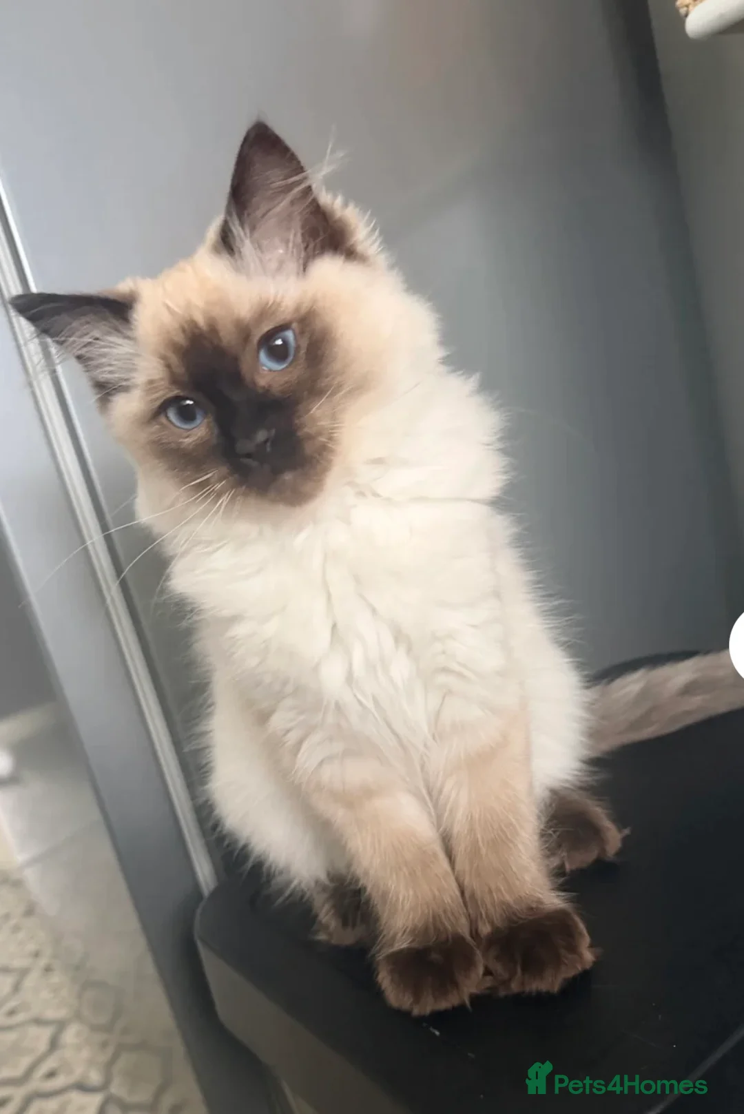 Ragdoll cats for sale: Beautiful male seal point ragdoll kitten - Advert 2