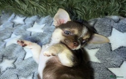 Chihuahua dogs for sale: BOY  Ready To Go✔️ in Basildon - Image 12