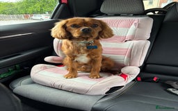Cavalier King Charles Spaniel dogs for sale: 13 month Male cavalier King Charles spaniel - Image 4