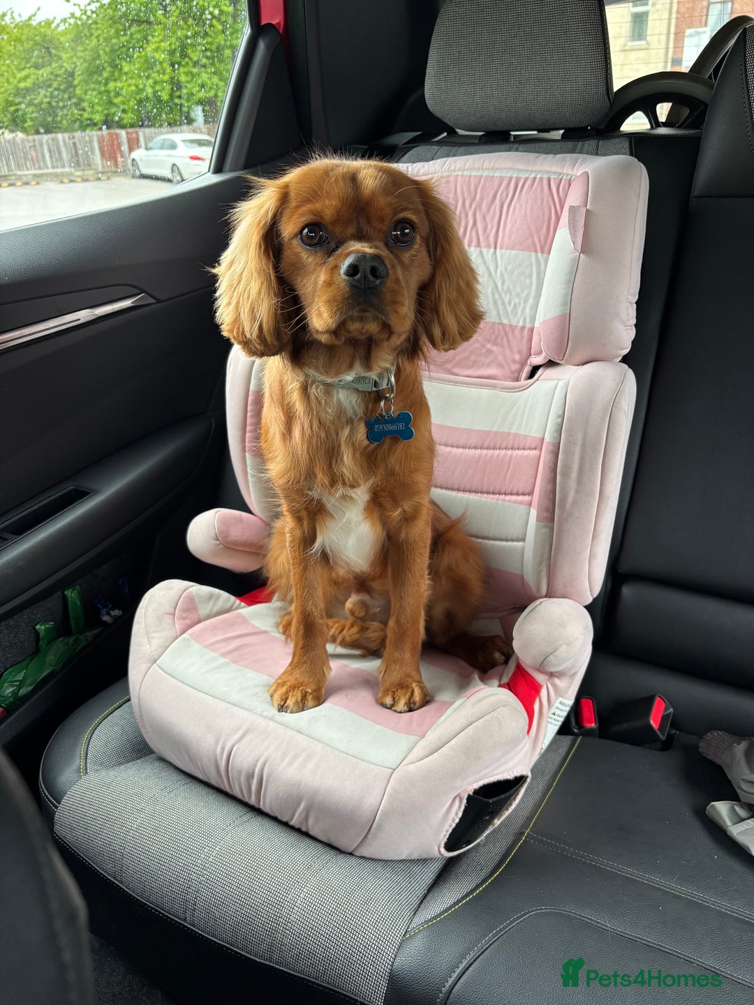 Cavalier King Charles Spaniel dogs for sale: 13 month Male cavalier King Charles spaniel - Image 4
