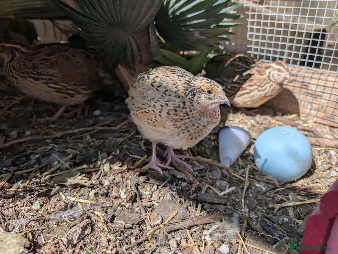 Quail poultry for sale: 3 x Italian Cotornix Quail POL available - Advert 1