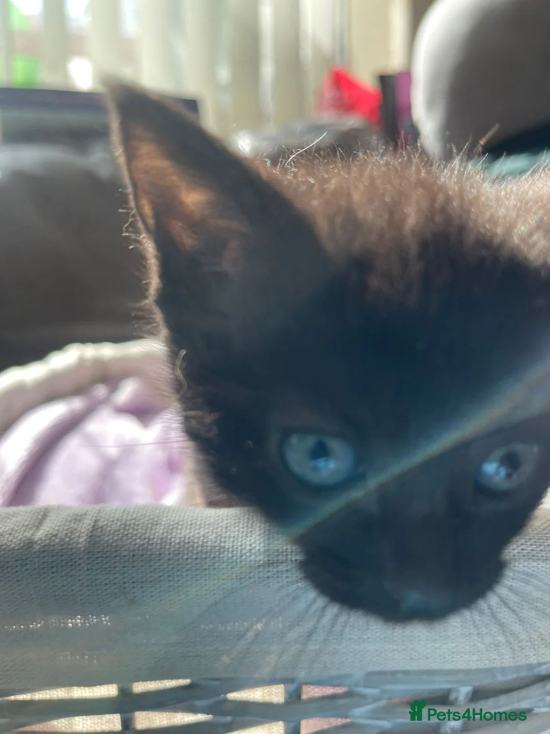 Mixed Breed cats for sale: 3 lovely female kittens  - Advert 7