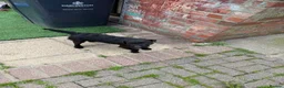Patterdale Terrier dogs for sale: Patterdale terriers - Advert 2