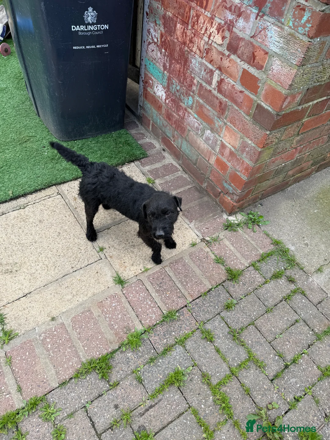 Patterdale Terrier dogs for sale: Patterdale terriers - Advert 2