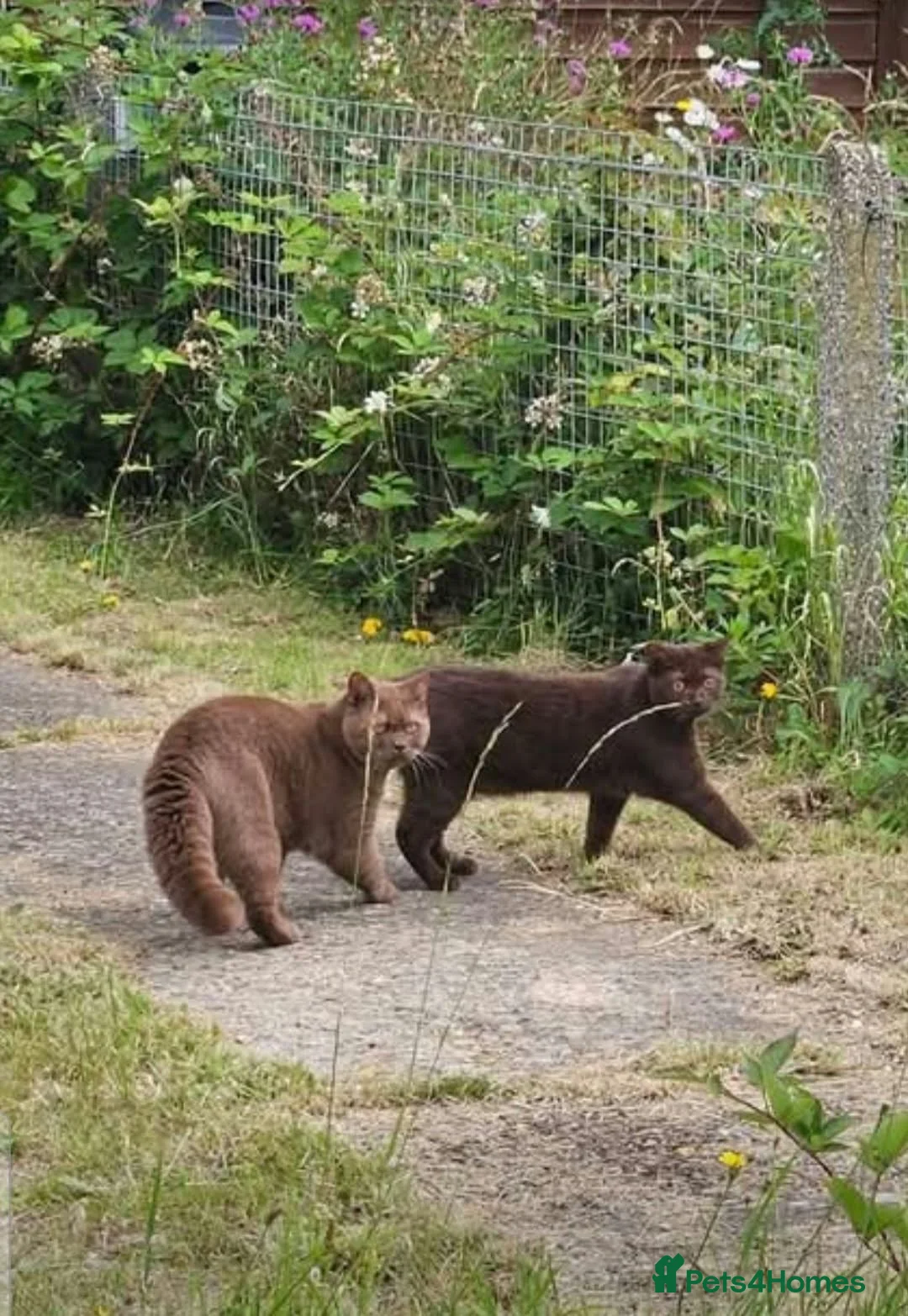 British Shorthair cats for sale: British Shorthair Cinnamon in Reading - Advert 2