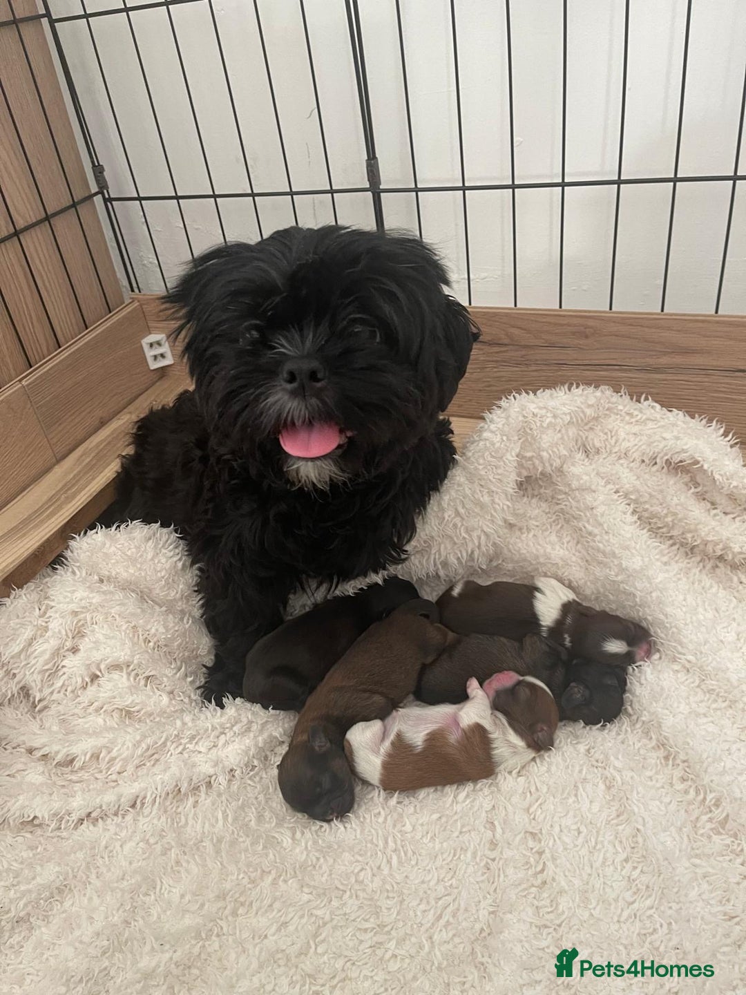 Shih Tzu dogs for sale: 🐾 Beautiful Shih Tzu Puppies🐾 - Image 22