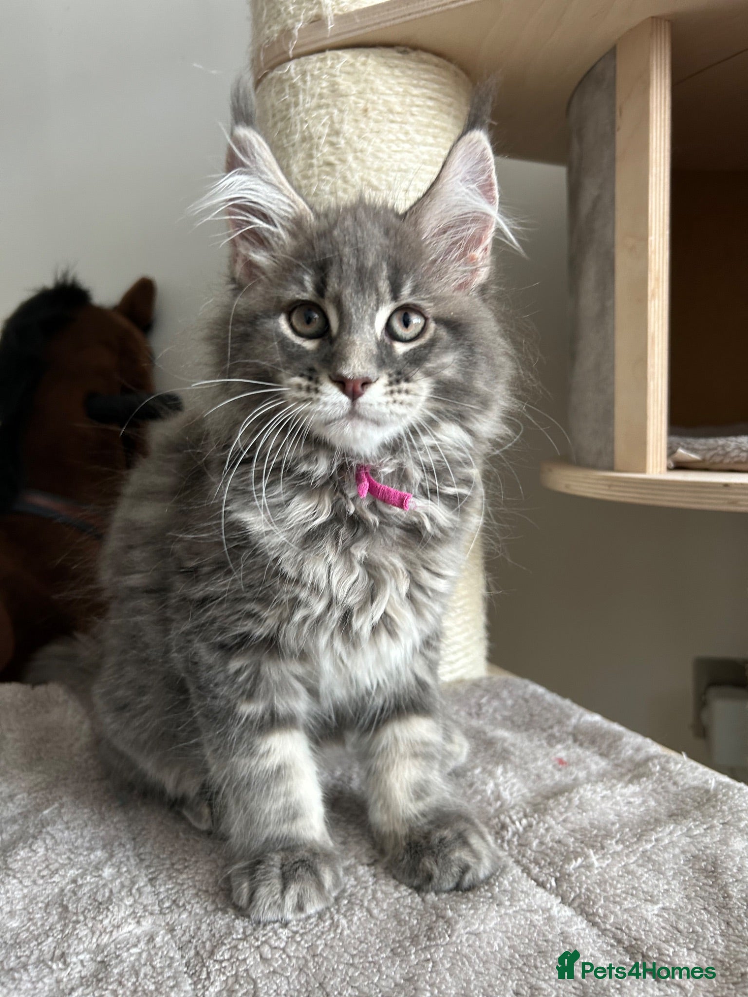 Maine Coon cats TICA Registered XXL Russian Bloodline Maine Coons - Advert 1
